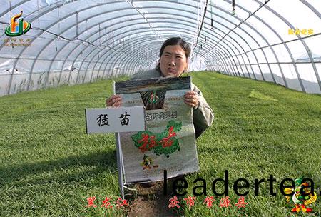 大(da)慶 肇(zhao)源縣-迴(hui)訪視頻(pin)