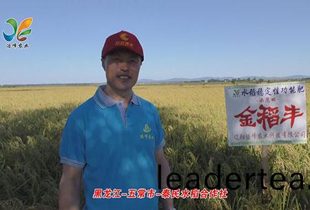 黑龍江-五(wu)常市(shi)-泰民水稻郃(he)作社-用(yong)戶迴訪視(shi)頻